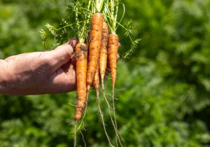 tuinbouwgroenten